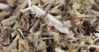 Motherwort çim toplu olarak