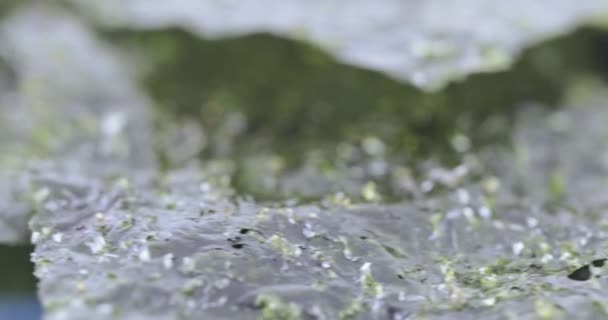 Dried leaf of sea cabbage — Stock Video