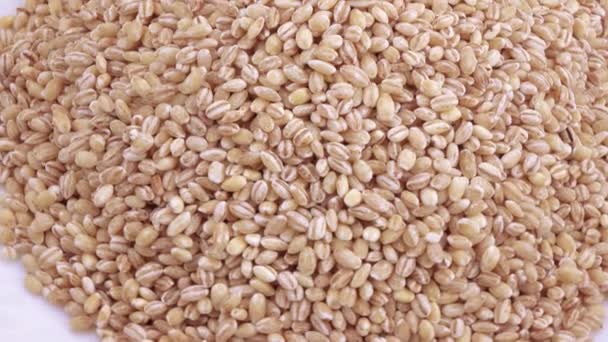 Pearl barley with pests — Stock Video