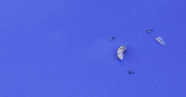 Kitin parçaları ile ölü sinek