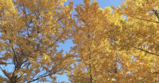 Birch trees in the fall — Stok Video