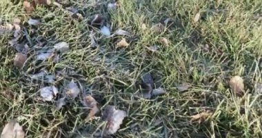 Çimlerin üzerinde don