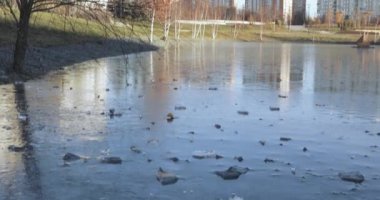 Yaprak hoarfrost ve gölet ile kaplı