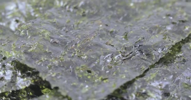 Feuilles séchées de chou de mer 