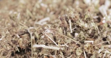 Motherwort çim toplu olarak