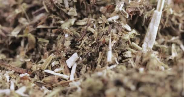 Motherwort fű ömlesztve — Stock videók