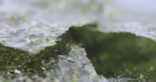 Torkade blad av havet kål — Stockvideo