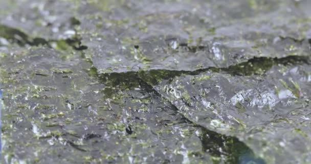 Dried leaf of sea cabbage — Stock Video