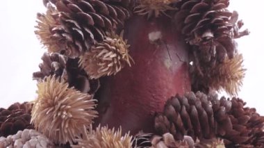 Noel ağacı koniler