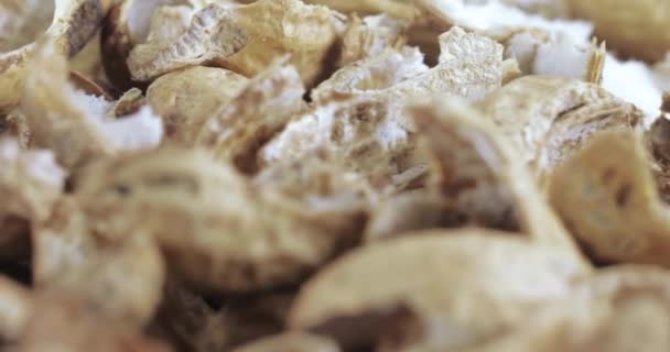 Conchas de maní tostadas — Vídeo de stock