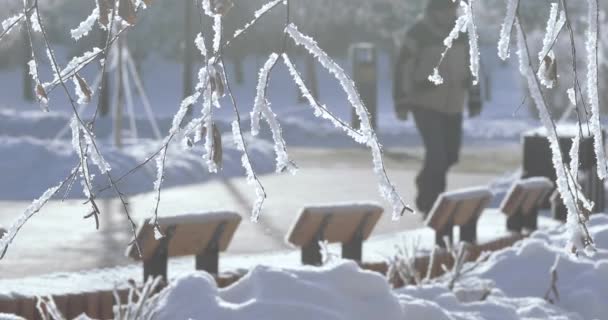 霜冻中的树枝 — 图库视频影像