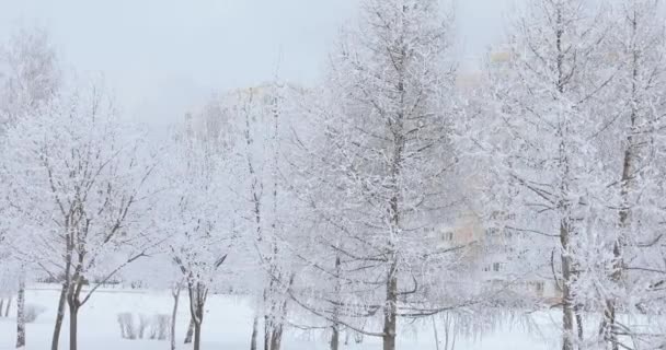 Tree branches in hoarfrost — Stock Video