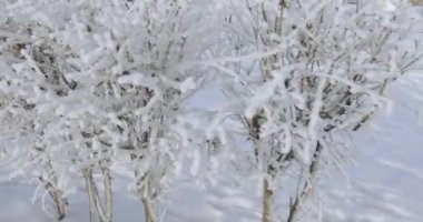 Ağaç dalları kıpkırmızı