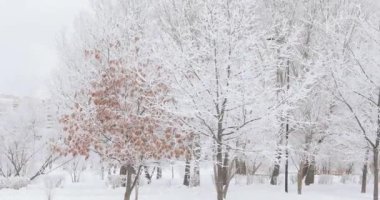 karla kaplı Şehir Parkı