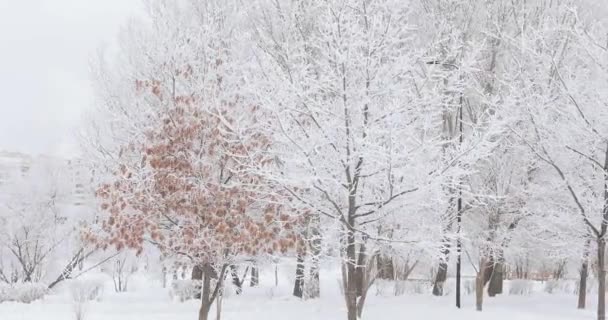 Sneeuw bedekte stadspark — Stockvideo