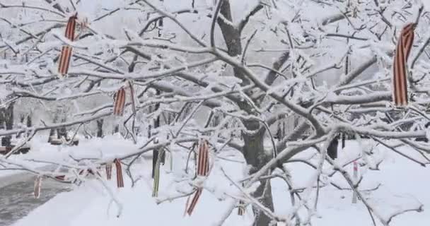 Rubans St. George sur un arbre enneigé — Video