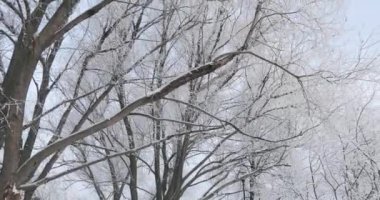 Ağaç dalları kıpkırmızı