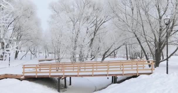 Pokryte śniegiem parku — Wideo stockowe
