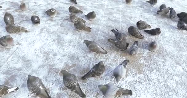 Голуби в снегу — стоковое видео