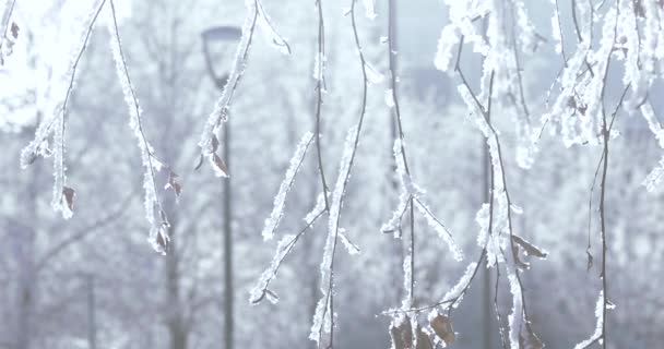 Branches d'arbres dans le givre — Video