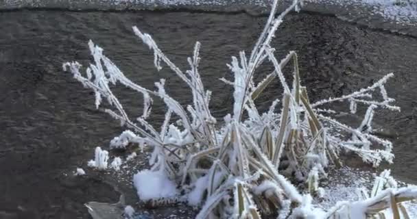 Arroyo congelante en el hielo — Vídeos de Stock