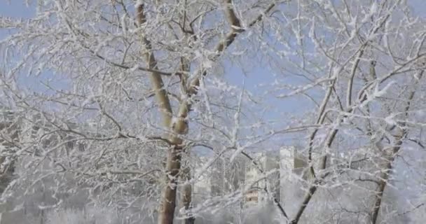 Rami di alberi in hoarfrost — Video Stock