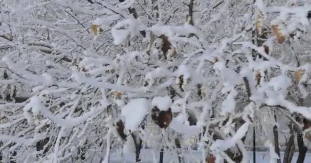 Rami di alberi in hoarfrost — Video Stock