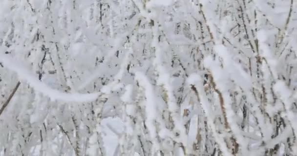 Ramas de árboles en las heladas — Vídeo de stock