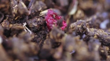 Ivan-tea mayalanmış.