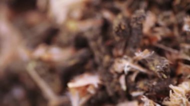 Çam kozalaklı Ivan çayı