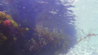 çakıl taşları ve deniz surf