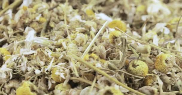 Boticario Manzanilla Triturado Granel Con Flores Tallos — Vídeos de Stock