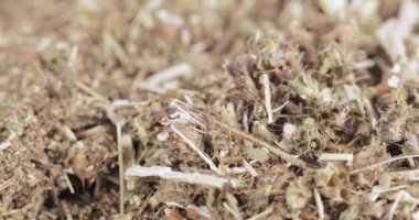 Motherwort çim toplu olarak