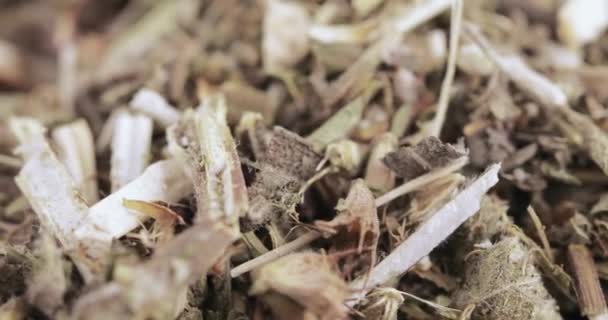 Motherwort fű ömlesztve — Stock videók