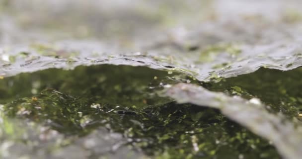 Sušené listy zelí moře — Stock video
