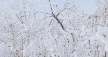 Ağaç dalları kıpkırmızı