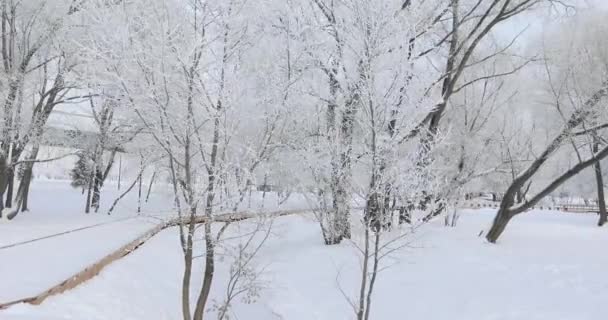 霜冻中的树枝 — 图库视频影像