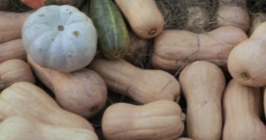 Dekoratif sokak sonbahar Gastronomi Festivali 