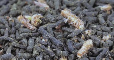 Ivan-çay Çam tomurcukları ile