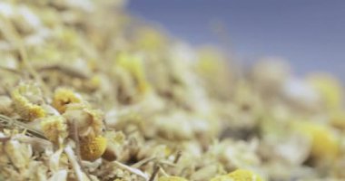 Papatya uyuşturucu toplu