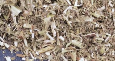 Kurutulmuş ot Leonurus motherwort yığını