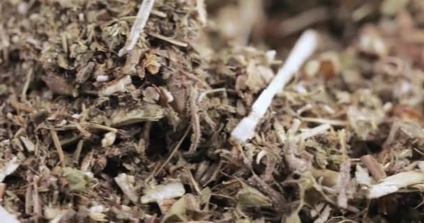 Erba motherwort alla rinfusa — Video Stock