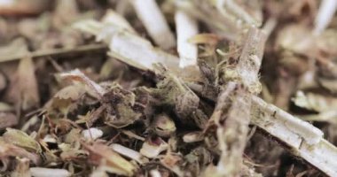 Motherwort çim toplu olarak