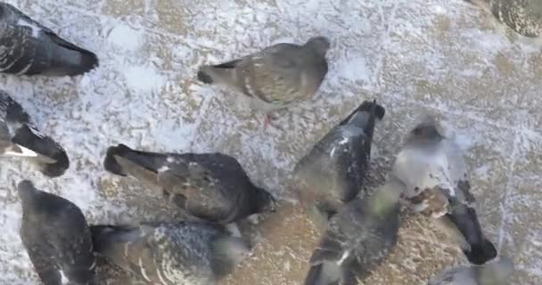 Tauben im Schnee — Stockvideo