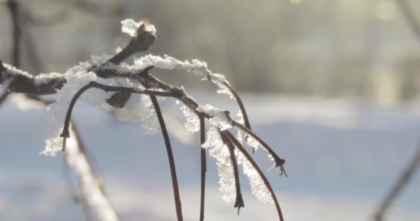 Ветви покрыты снегом — стоковое видео
