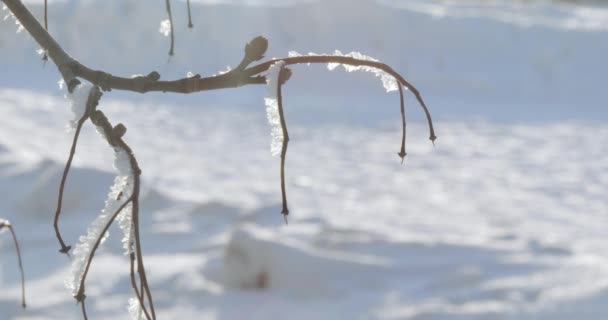 Ramos cobertos de neve — Vídeo de Stock