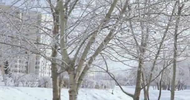Ramos de árvores em geada — Vídeo de Stock