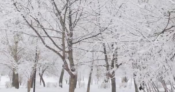 Sneeuw bedekte stadspark — Stockvideo