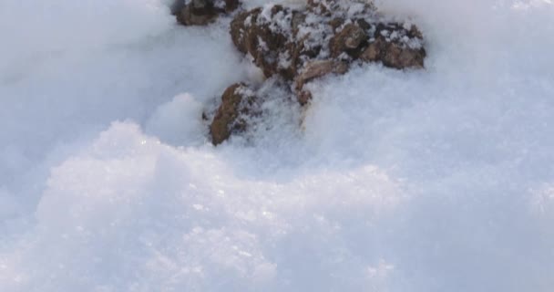 Mierda de perro en la nieve — Vídeos de Stock