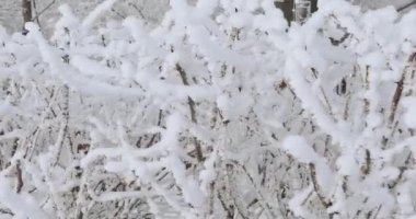 Ağaç dalları kıpkırmızı
